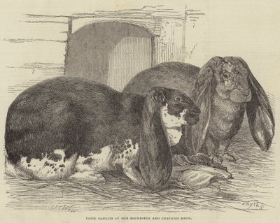 Preis-Kaninchen auf der Rochester und Chatham Show von Harrison William Weir